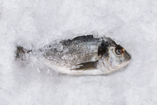 Buckhead_Newport_Trinity_Frozen_Fish